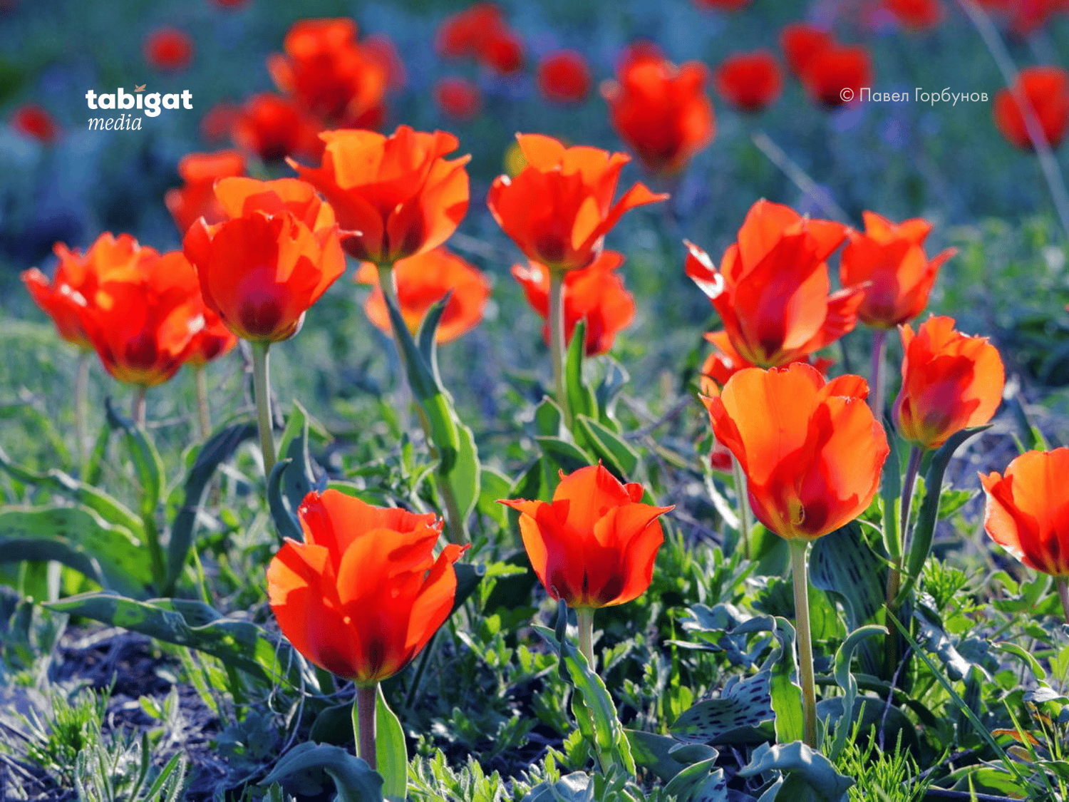 Теңіздегі порно позициялар